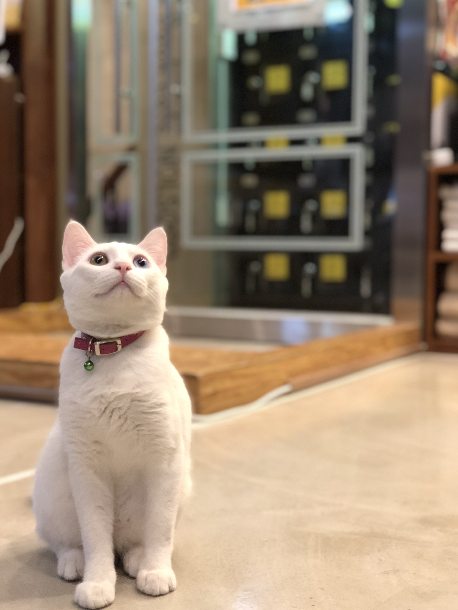 모두들 아이폰 하쎄오ㅠㅠ | 인스티즈