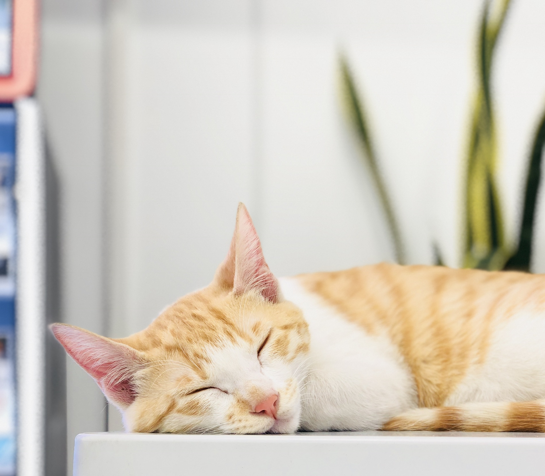 모두들 아이폰 하쎄오ㅠㅠ | 인스티즈