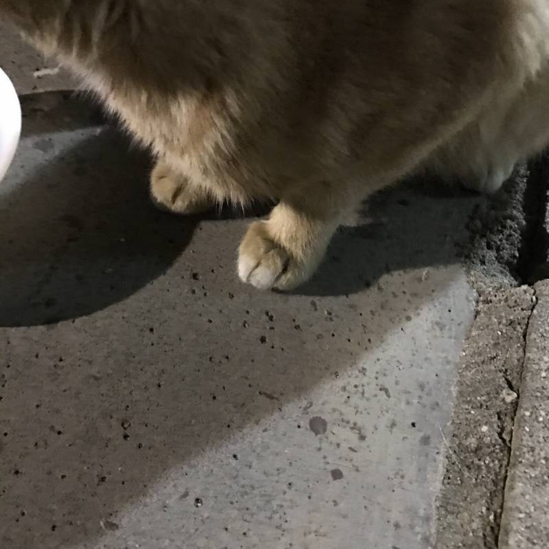 강아지 키우는 익인데 오늘 고양이의 매력에 빠져버림 | 인스티즈