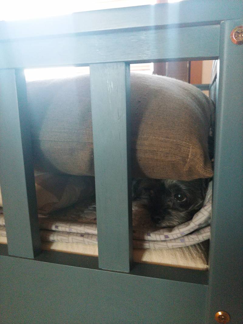 익들아 진지하게 우리집 개 유기견인데 원래 고양이랑 살았던걸까..? | 인스티즈