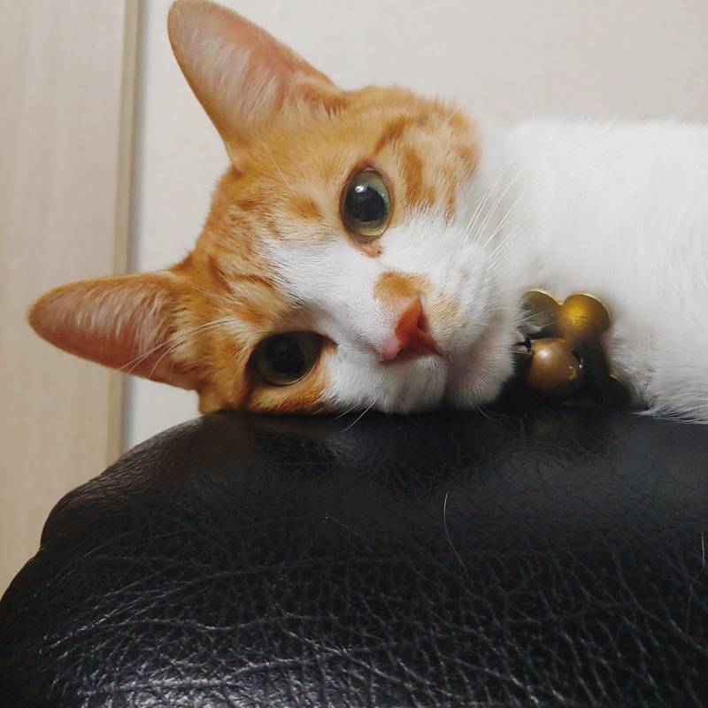 우리집 고양이랑 아이컨택하고 갈 사람 | 인스티즈