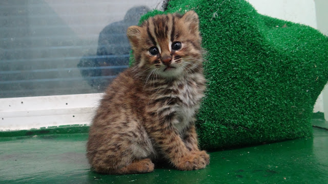 사실 나는 마크 고양이보다 아기삵 더 닮았다고 생각해 | 인스티즈