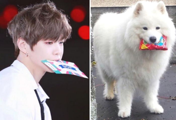 사모예드 영상보는데 새삼 강다니엘 정말 많이 닮았어 ㅋㅋ | 인스티즈