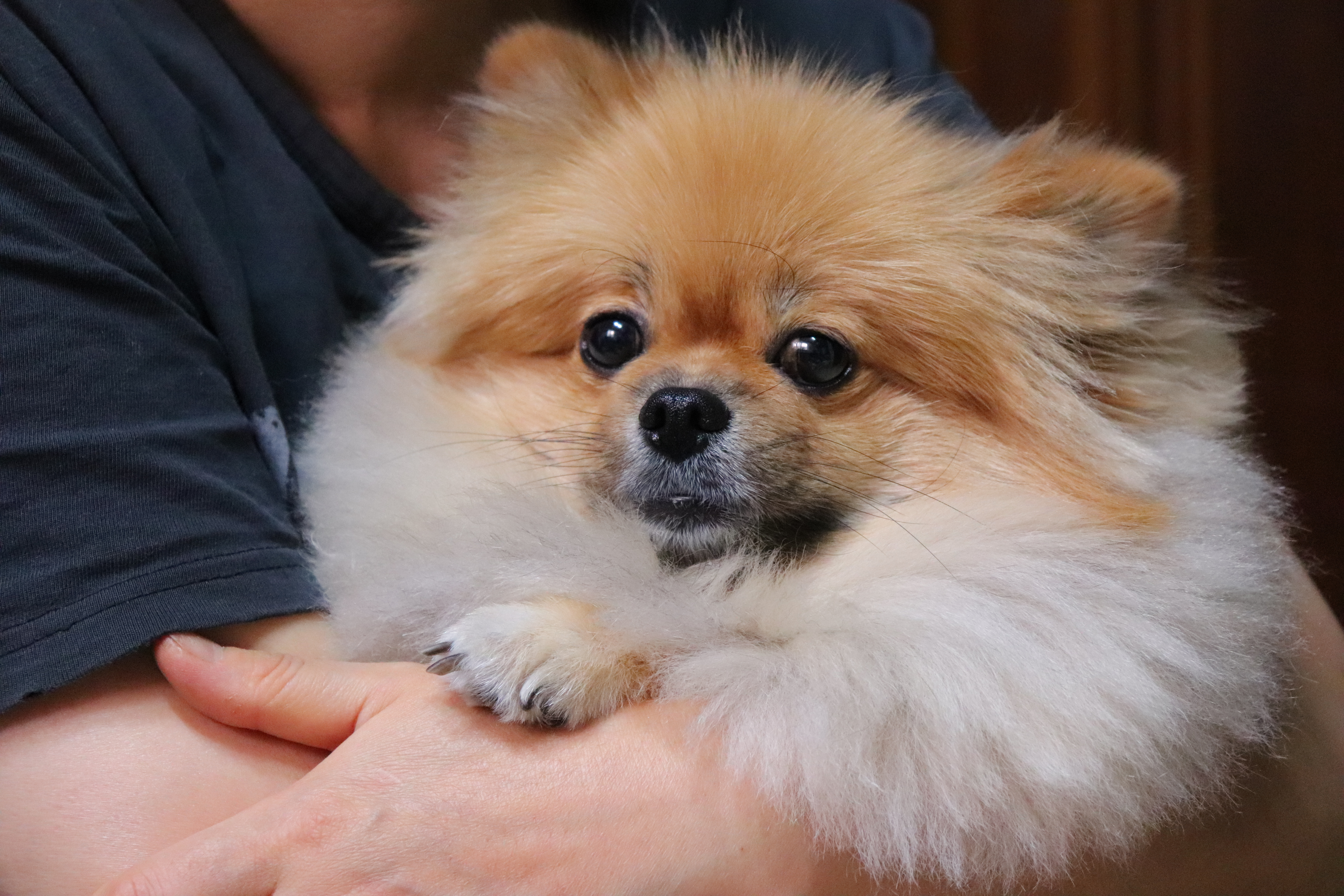 우리집 애기는 포메 중에서도 털이 유난히 풍성한 것 같아 ㅎ....40 | 인스티즈