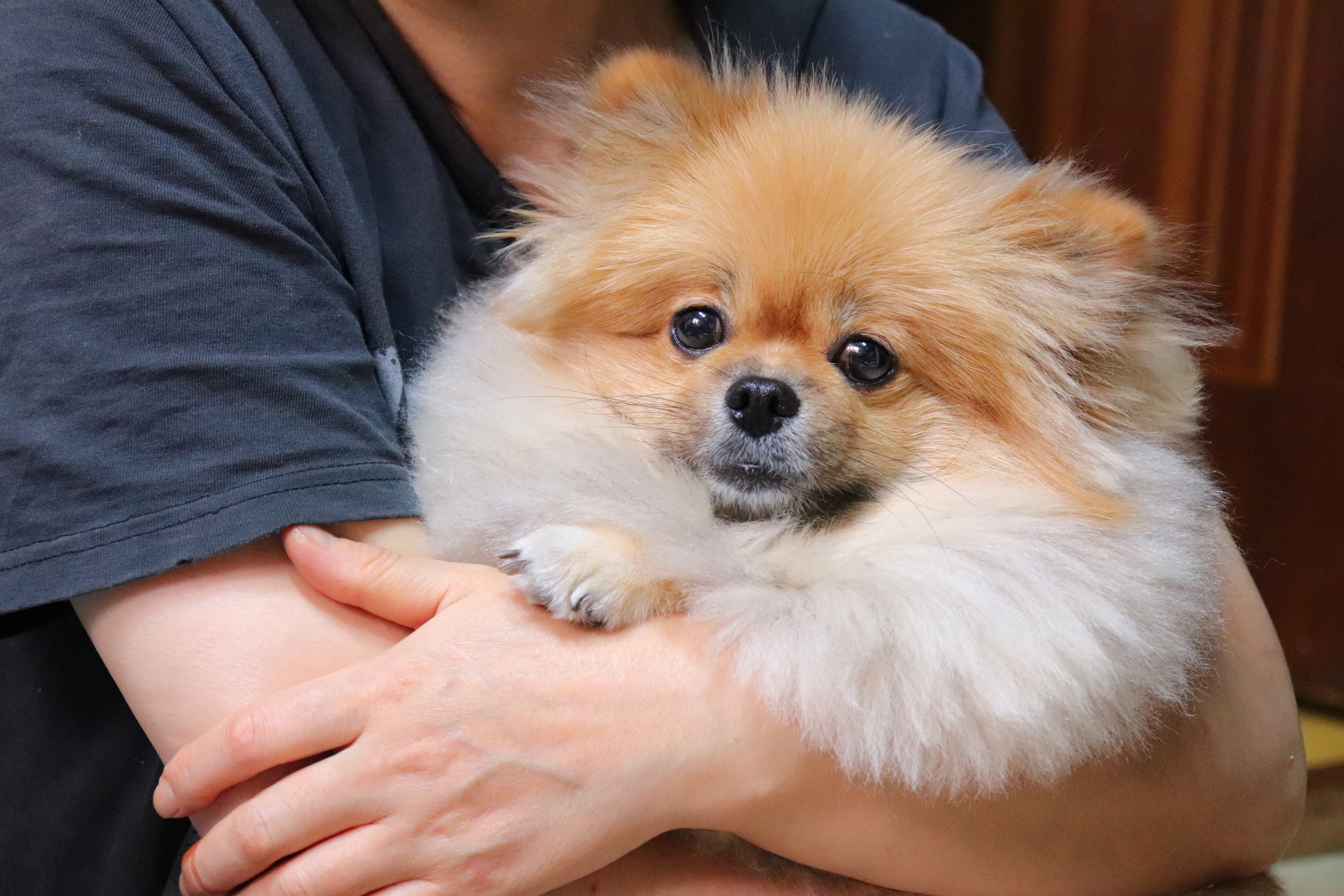 우리집 애기는 포메 중에서도 털이 유난히 풍성한 것 같아 ㅎ....40 | 인스티즈