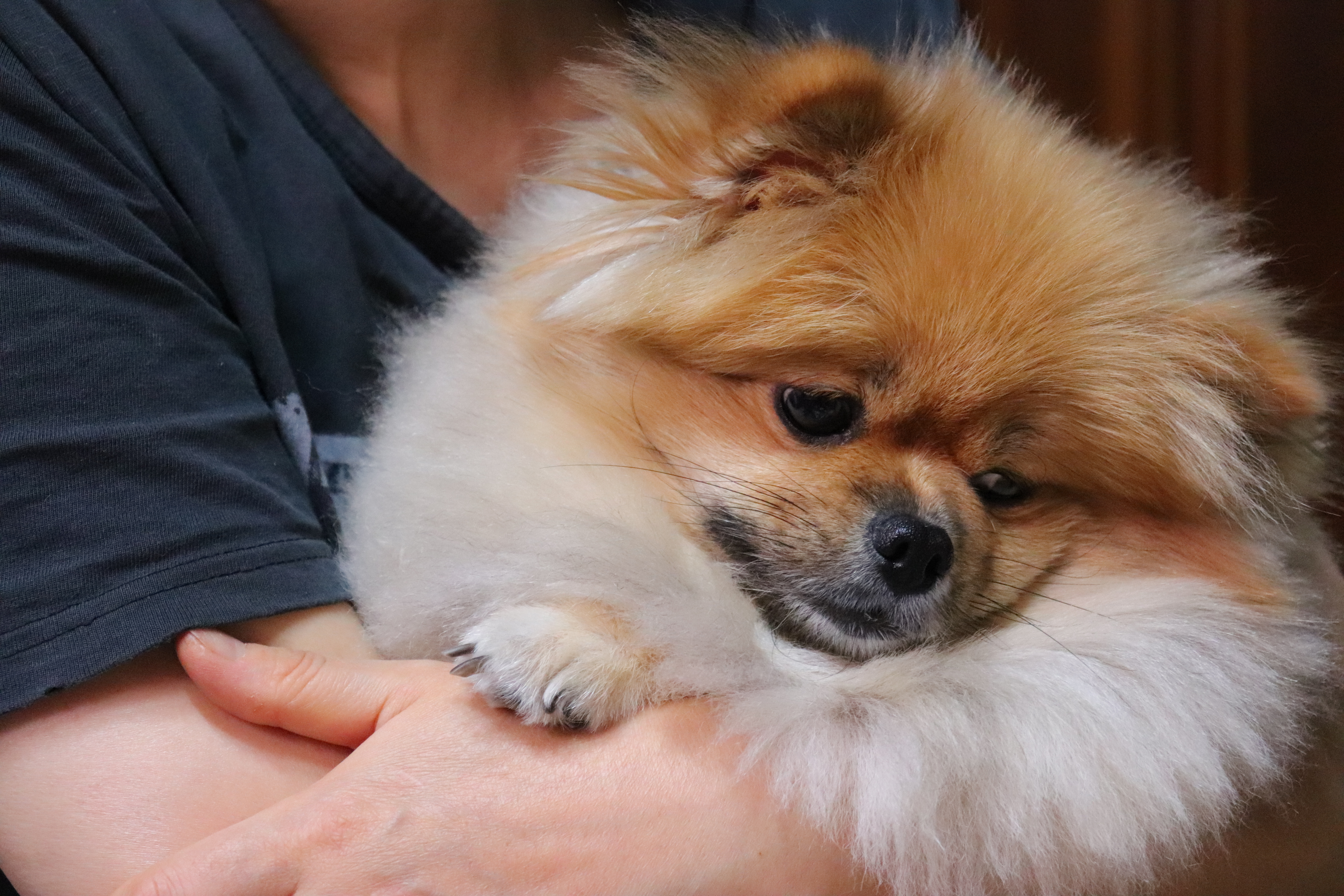 우리집 애기는 포메 중에서도 털이 유난히 풍성한 것 같아 ㅎ....40 | 인스티즈