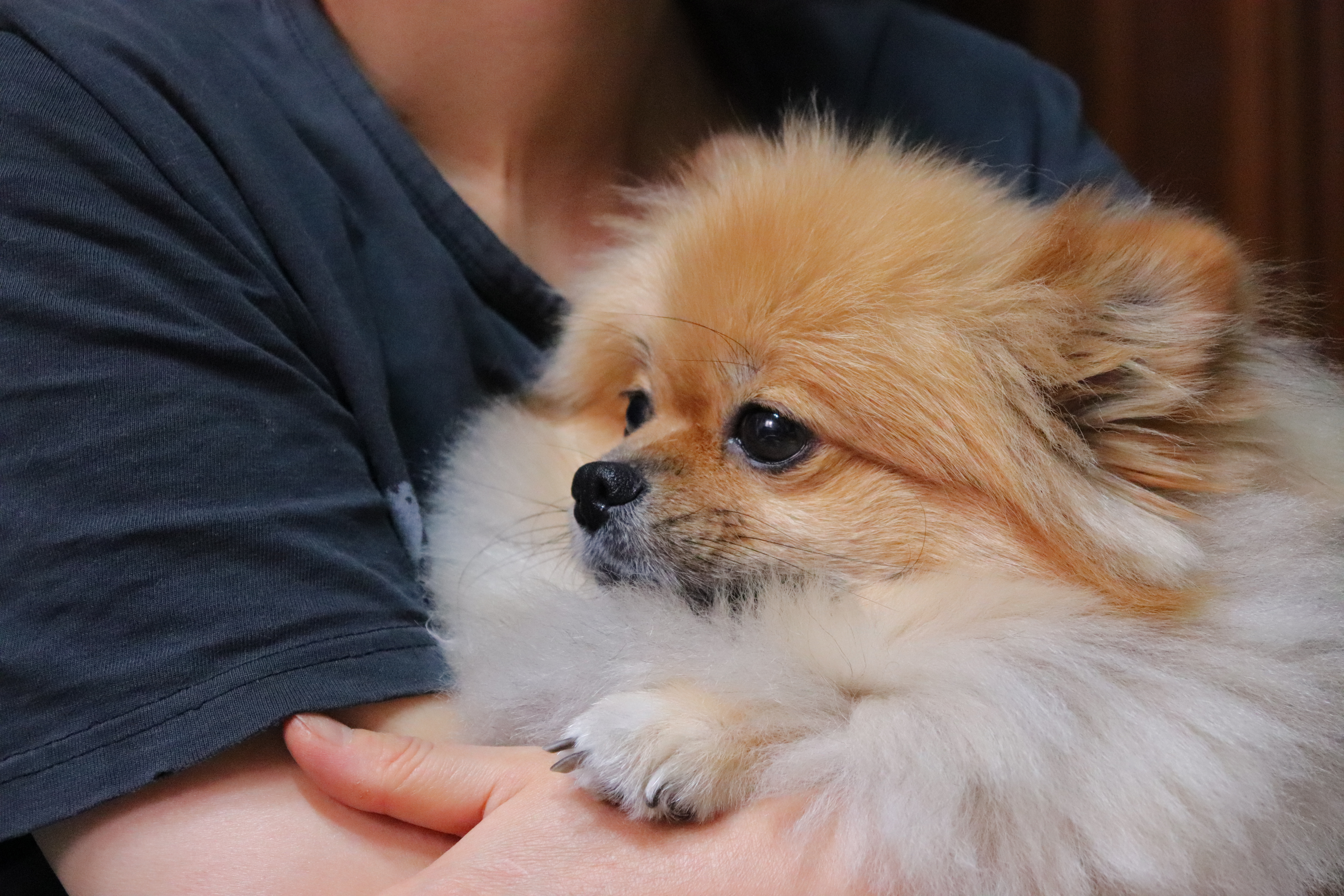 우리집 애기는 포메 중에서도 털이 유난히 풍성한 것 같아 ㅎ....40 | 인스티즈