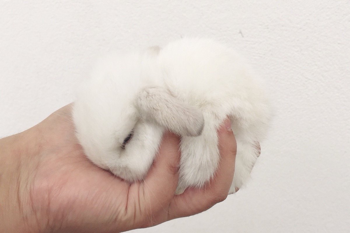 토끼 보고싶다 | 인스티즈