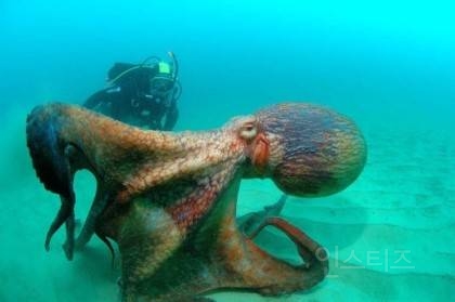 해양공포증(Thalassophobia)인지 아닌지 시험해보는 사진들 | 인스티즈