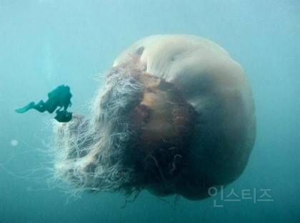 해양공포증(Thalassophobia)인지 아닌지 시험해보는 사진들 | 인스티즈