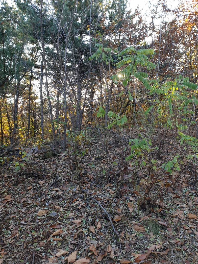 우울증익 학교빠지고 혼자 산에서 바람쐬는중 지친다 누가 위로한마디만해줬으면 | 인스티즈