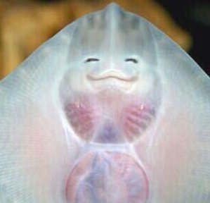 ㄹㅊ 골차 1.여우 2.북극곰 3.토끼 | 인스티즈