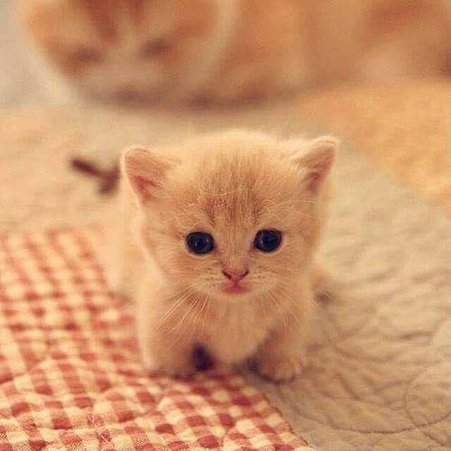 ㄹㅊ 10개로 차애❗️맞추기 | 인스티즈