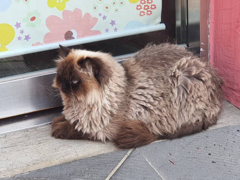 길냥이 사진공개 두둥 | 인스티즈