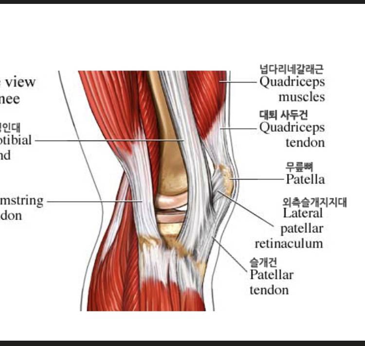 스쿼트 잘알 ㅠㅠㅠ | 인스티즈