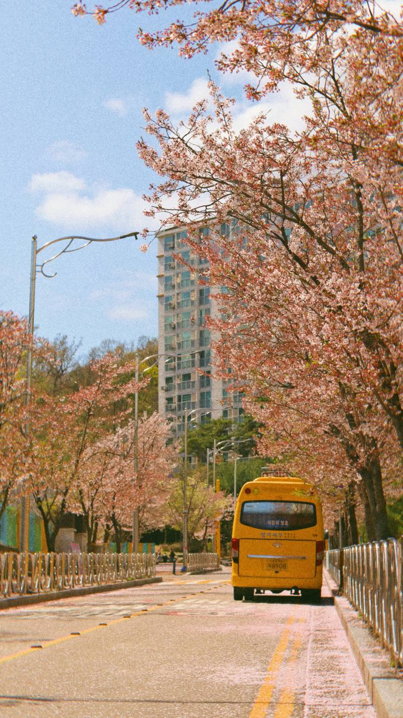 다양한 분위기로 벚꽃 | 인스티즈