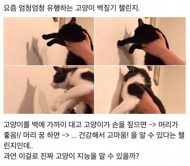 '고양이 벽짚기' 챌린지는 정말 고양이 지능 테스트일까? | 인스티즈