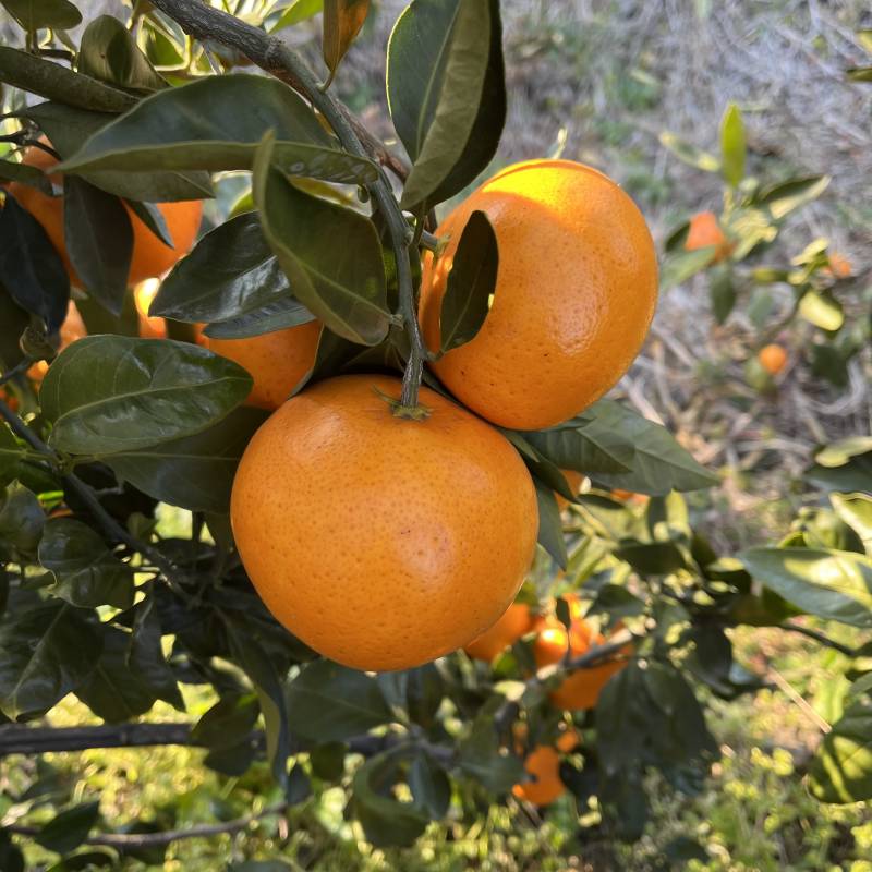 🍊제주서귀포에서농사지은성전귤판매합니다:) 🍊 | 인스티즈