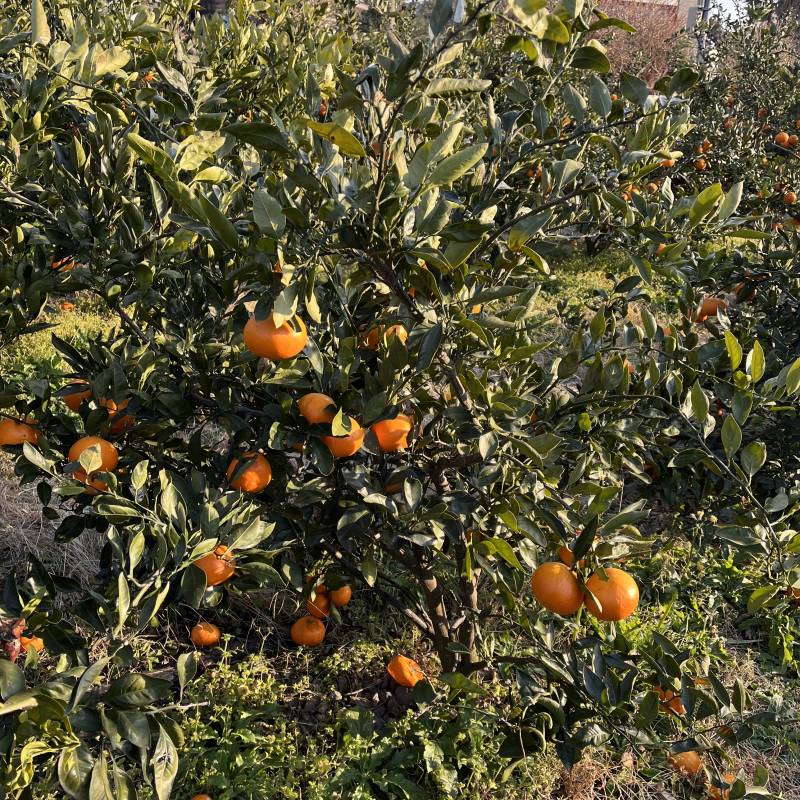 🍊제주서귀포에서농사지은성전귤판매합니다:) 🍊 | 인스티즈