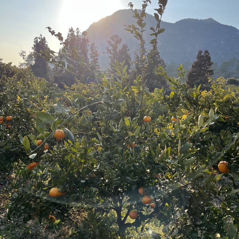 🍊제주서귀포에서농사지은성전귤판매합니다:) 🍊 | 인스티즈