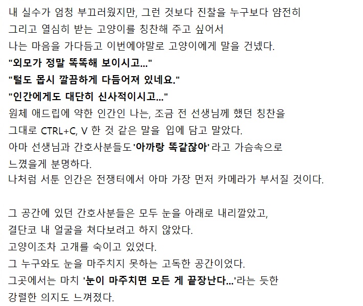 고양이 진찰받으러 갔다가 울 뻔한 이야기 | 인스티즈