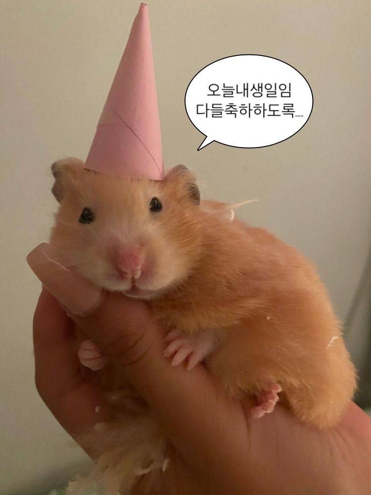 [잡담] 얘두라 나 오늘 생일이다!? | 인스티즈