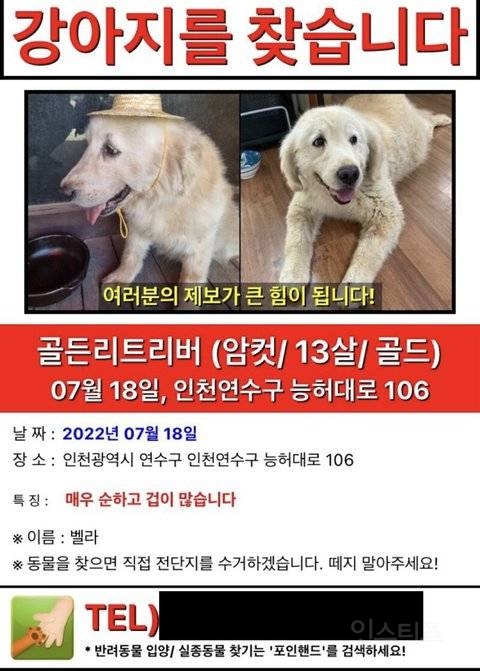 당근마켓에 올라온 실종된 강아지의 결말 | 인스티즈