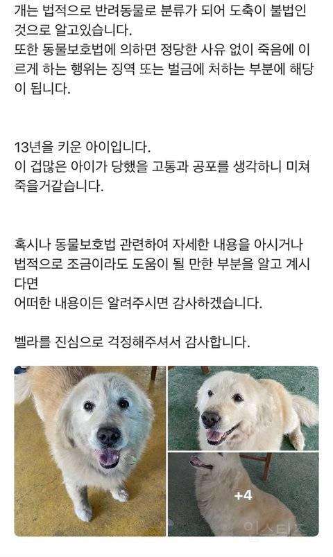 당근마켓에 올라온 실종된 강아지의 결말 | 인스티즈