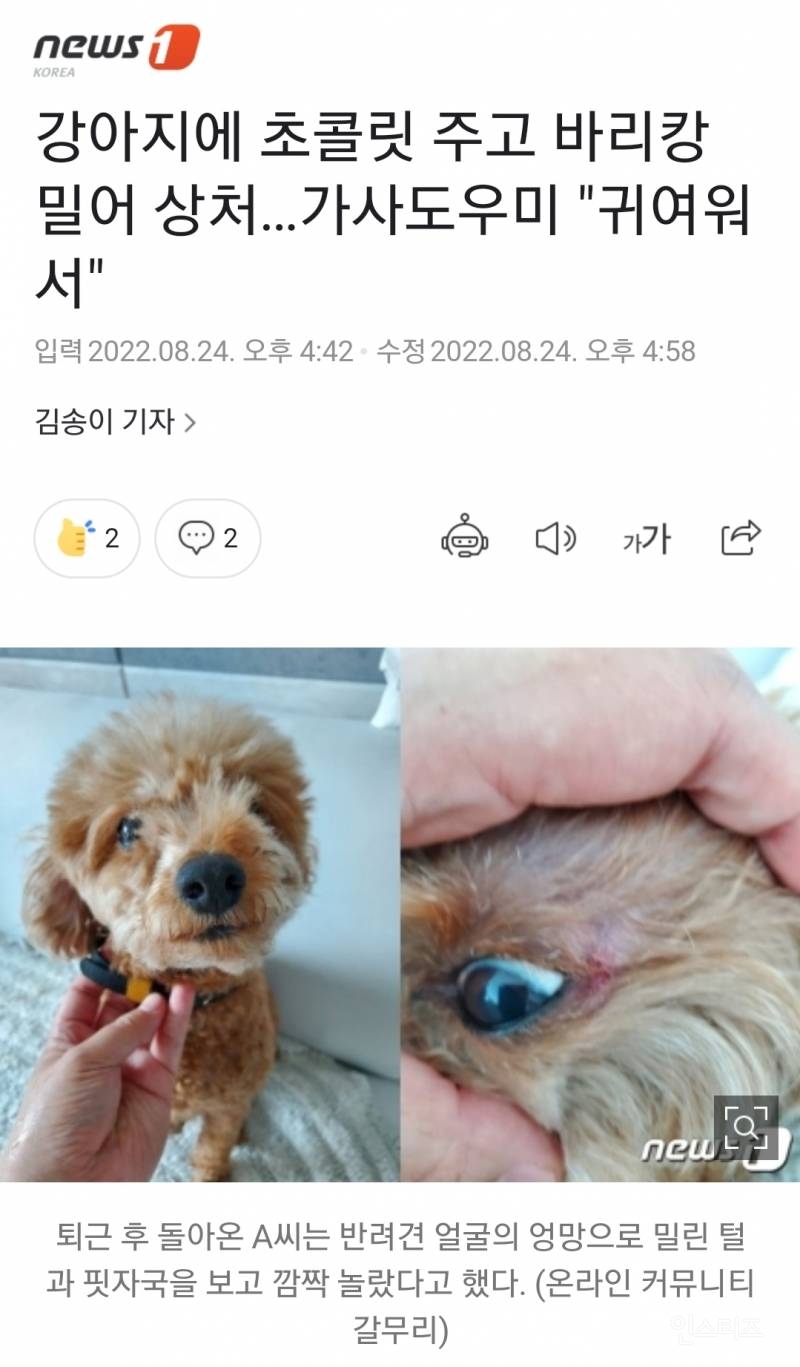 강아지에 초콜릿 주고 바리캉 밀어 상처…가사도우미 "귀여워서" | 인스티즈