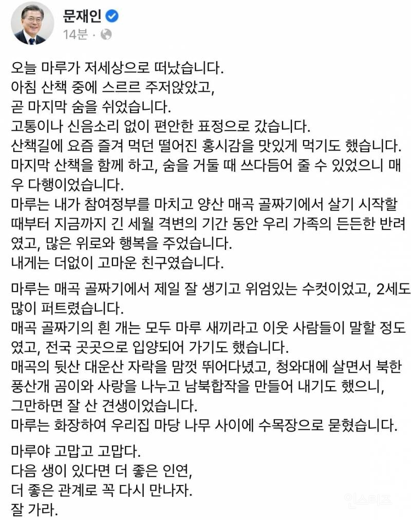 무지개 다리 건넌 문재인 대통령네 풍산개 마루 | 인스티즈