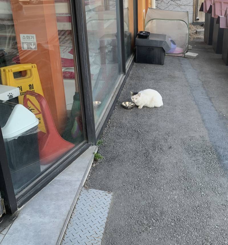 밥 먹는 고양이 | 인스티즈