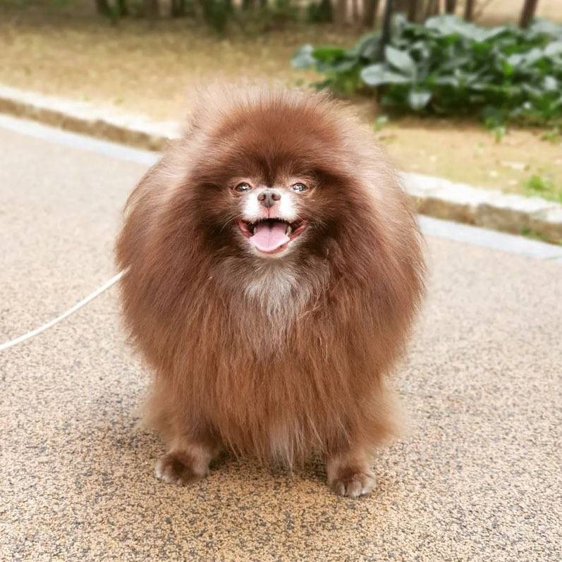 강형욱 : 지금.. 빵 했어요..?블랙핑크 제니 : ... (강아지 돌돌돌) | 인스티즈