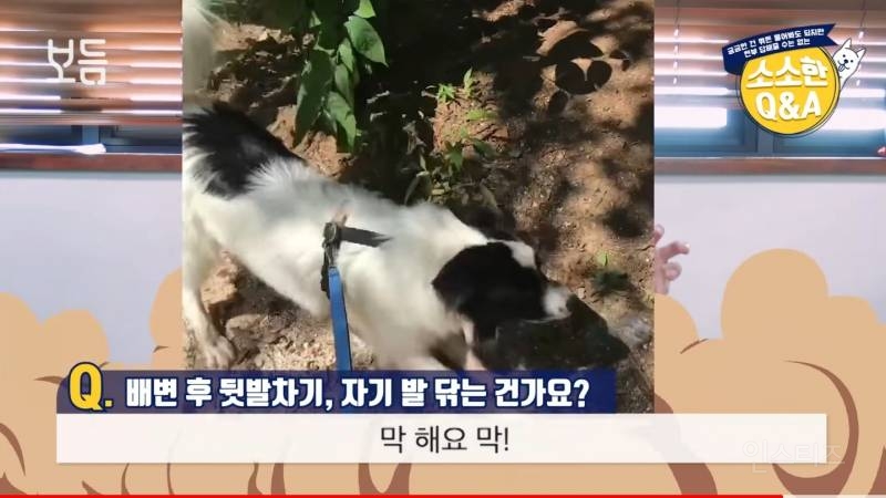 댕댕이들이 산책 나가서 뒷발차기 하는 이유 | 인스티즈