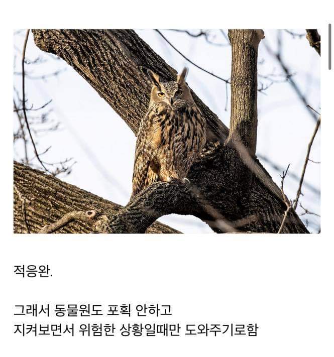 동물원을 탈출한 부엉이 | 인스티즈