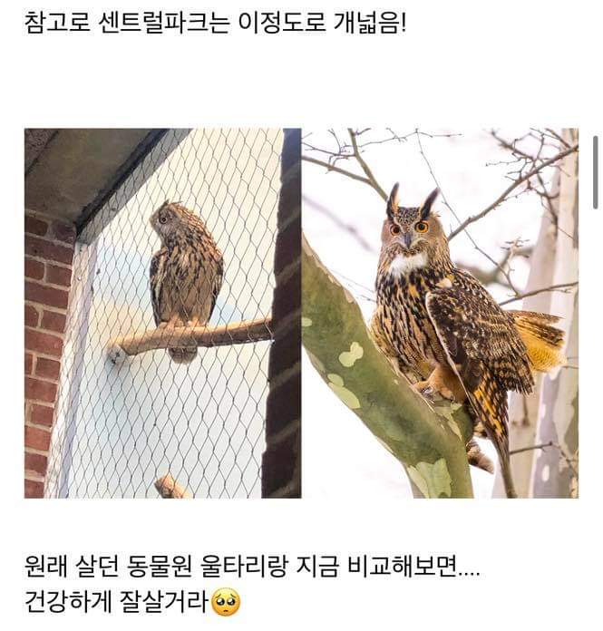 동물원을 탈출한 부엉이 | 인스티즈