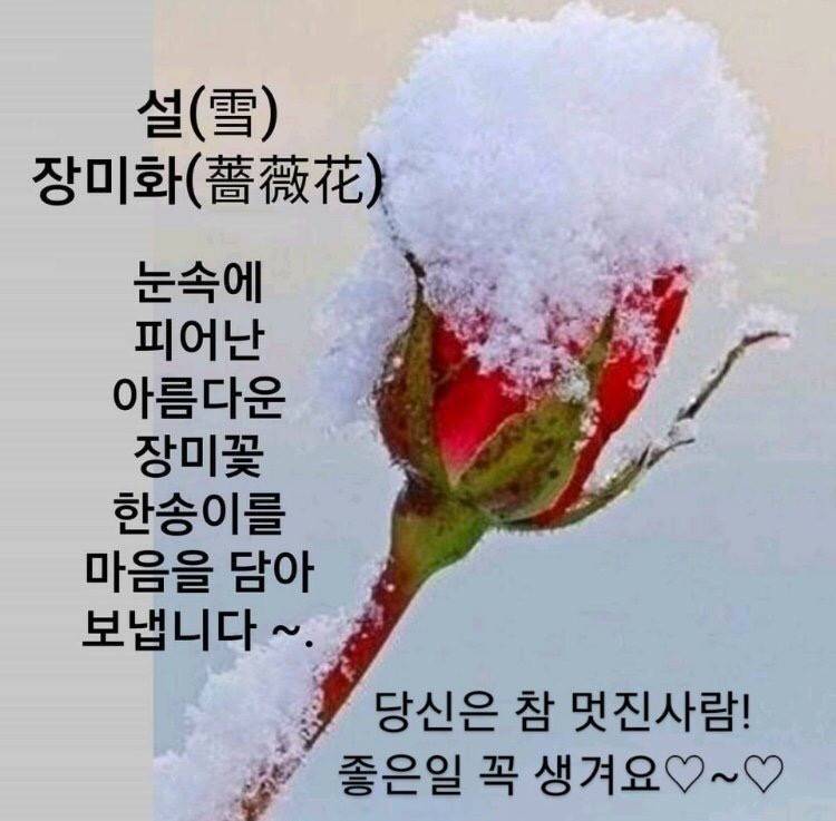 @}&gt;-&gt;- 로즈들앙 ~ | 인스티즈