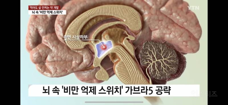 먹어도 살 안찌는 약 개발… 비밀은 뇌에 있었다. | 인스티즈