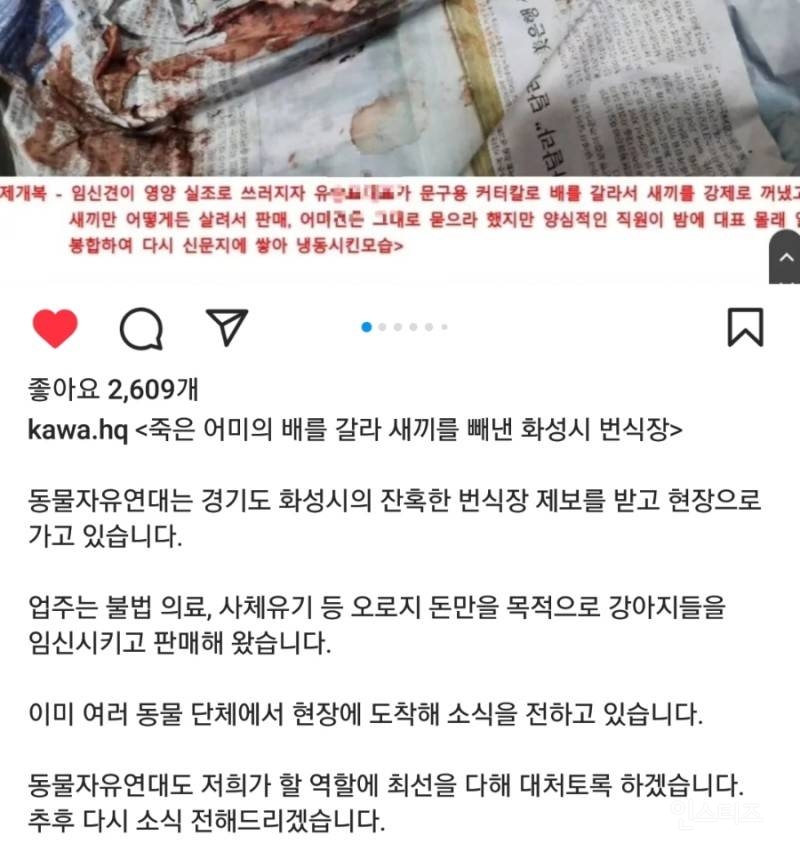 펫샵을 어떤 이유에서든 이용하면 안 되는 이유 (혐오주의) | 인스티즈