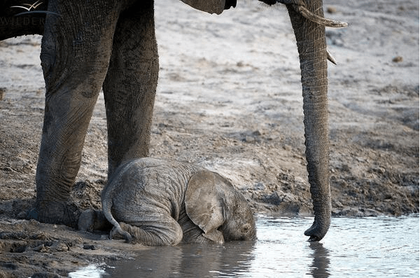 본인 코가 아직 뭔지 모르는 아기 코끼리들.gif 🐘 | 인스티즈