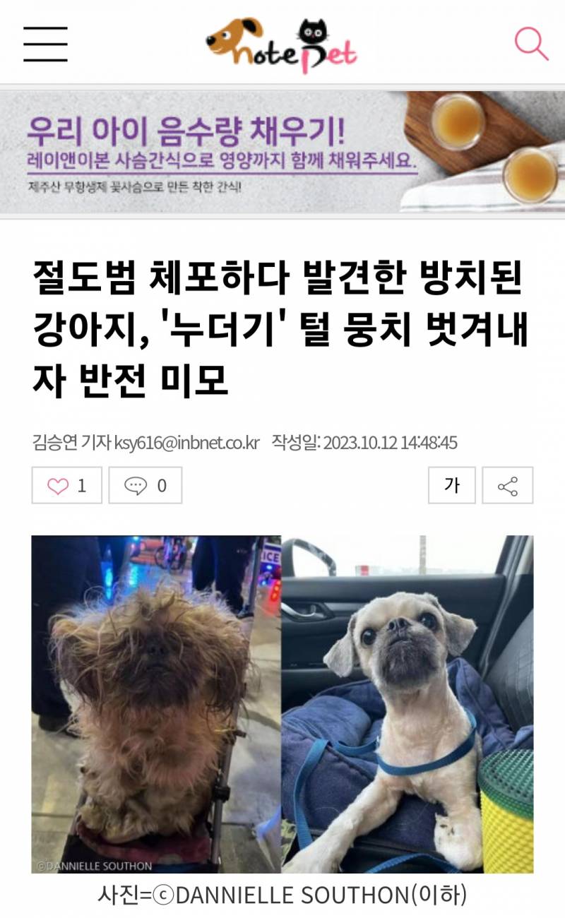 절도범 체포하다 발견한 방치된 강아지, '누더기' 털 뭉치 벗겨내자 반전 미모 | 인스티즈