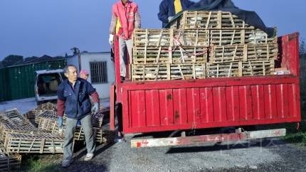 고양이 1000마리 양고기 속여팔려다 적발… | 인스티즈