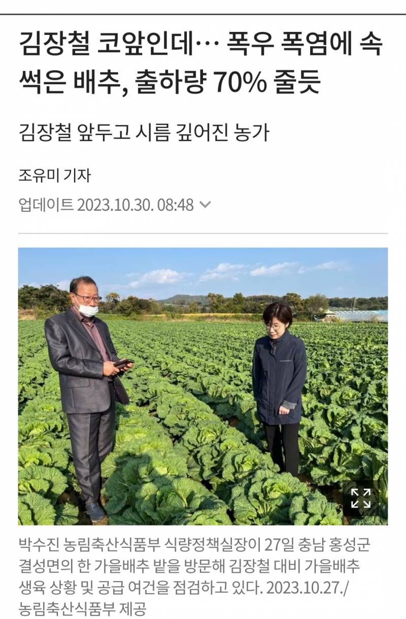 김장철 코앞인데… 폭우 폭염에 속 썩은 배추, 출하량 70% 줄듯 | 인스티즈