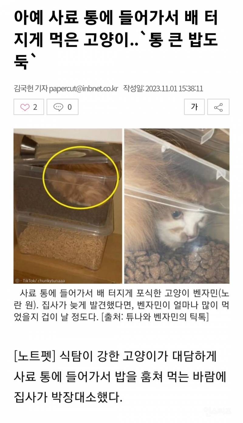 아예 사료 통에 들어가서 배 터지게 먹은 고양이..'통 큰 밥도둑' | 인스티즈