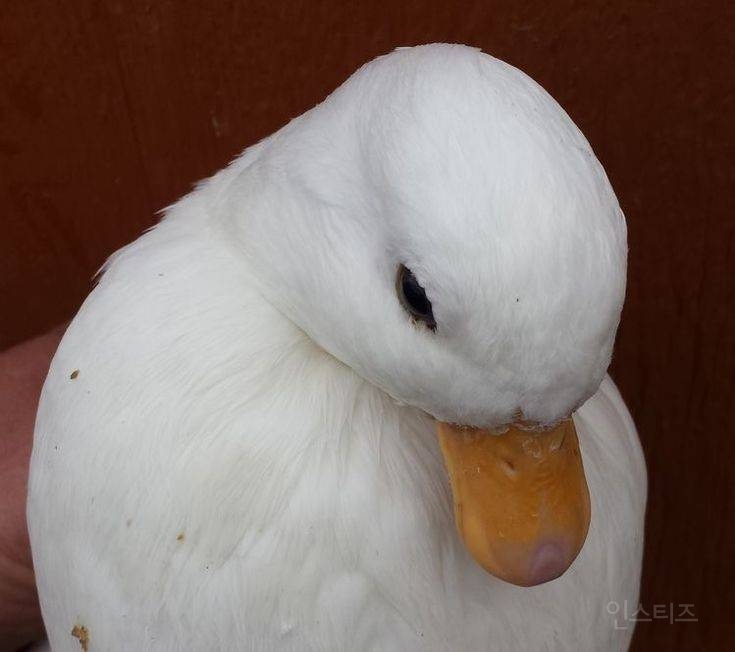 🦆언니 언니도 내가 더럽다고 생각해? | 인스티즈