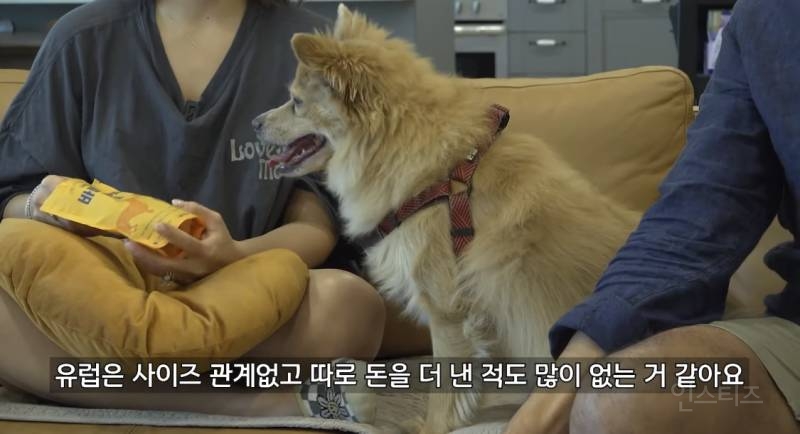 미국이랑 유럽에서는 볼 수 없다는 한국 반려견 문화.jpg | 인스티즈