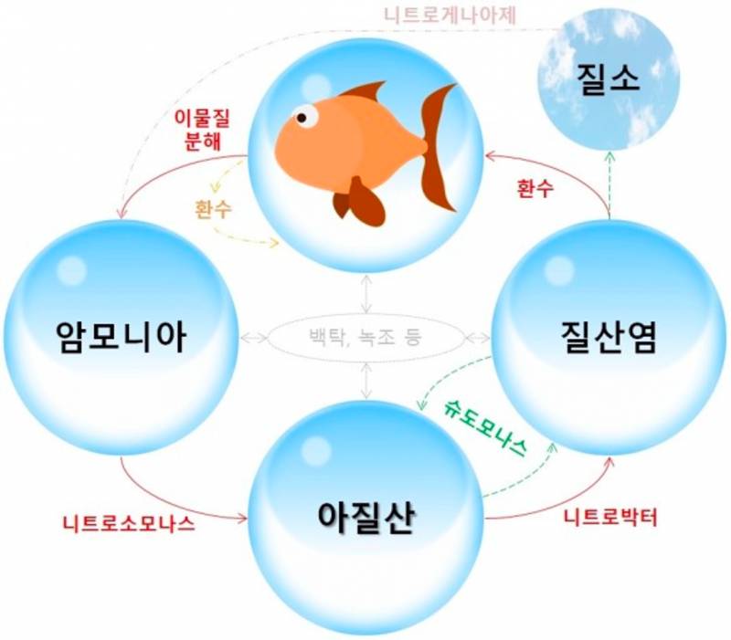 물고기 덕후 보이넥스트도어 이한이 물생활을 시작한 이유 | 인스티즈