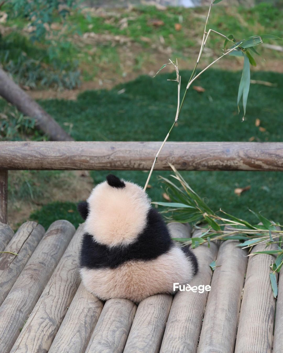 [잡담] 후이의 뒷모습을 사랑해❤️🐼 | 인스티즈