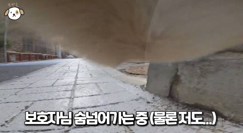 프렌치 불독으로 살아가기 간접 체험 짤.jpg | 인스티즈