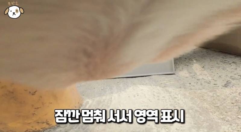 프렌치 불독으로 살아가기 간접 체험 짤.jpg | 인스티즈