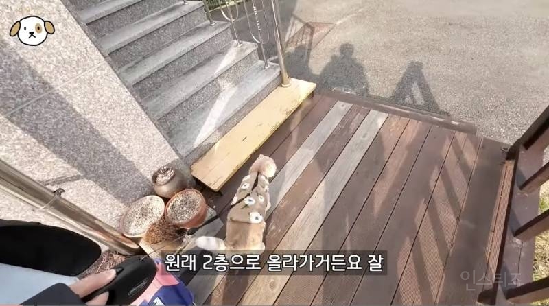 저희 집 고양이 산책 좋아해요 진짜임.jpgif | 인스티즈